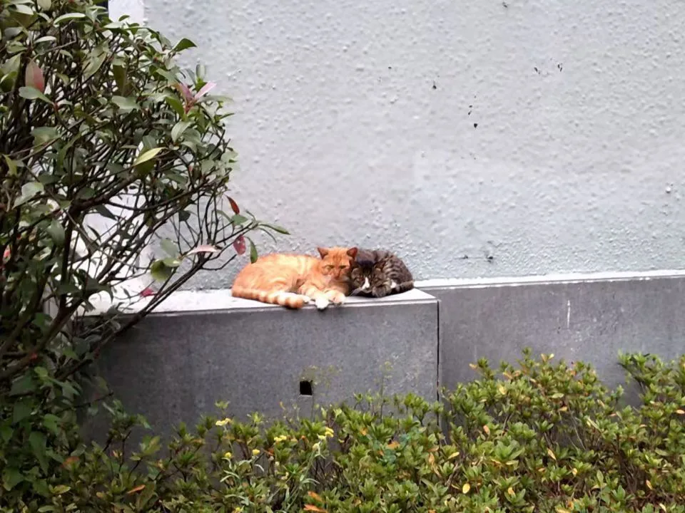 王